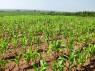 Maize crops turning yellow?