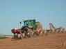 Early drilling maize in 2012