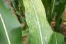 Maize Eyespot in 2016