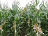 MGA Maize harvest guide 2014