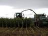 Harvesting maize under wet conditions