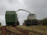 Harvesting maize in a difficult season.