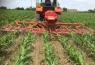 Four new on farm maize meetings announced